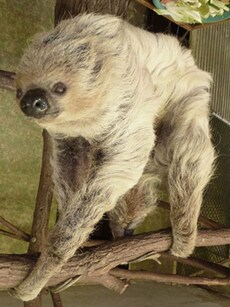 Meet Paula: World’s Oldest Sloth in Captivity