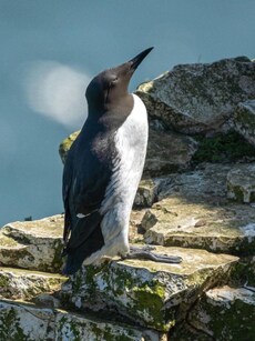 8 Birds That Look Like Penguins but Aren’t
