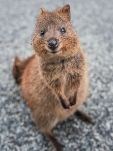 Meet Quokka: World’s Happiest Animal That Always Smiles