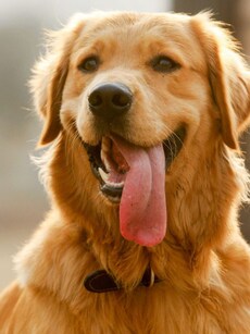 Top 10 Family-Friendly Dog Breeds