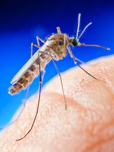 10 hidden health risks of mosquito bites: More than just rashes