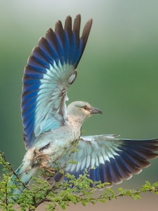 8 Most Gorgeous Migratory Birds to Spot in Kutch This September