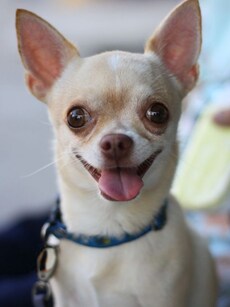 Top 10 Dog Breeds With Long Lifespans