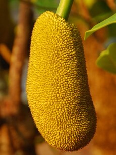 10 Health Benefits  of  Jackfruit You  Should Know