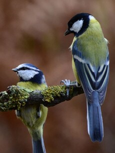 Meet The Songbirds That ‘Divorce’ After Mating