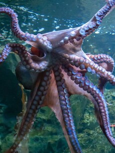 10 Largest Octopuses Ever Found Around the World