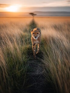 10 Most Beautiful Wildlife Safaris to Visit in Africa