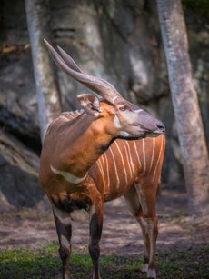 Meet Bongo: Africa’s Largest and Vibrant Antelope