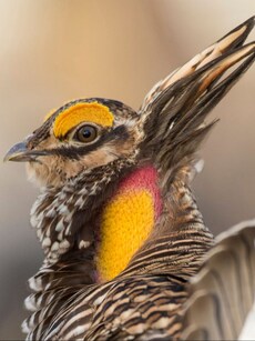 Meet The Rare Chicken That Looks Like a Rabbit