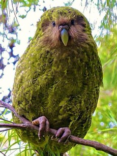 Kakapo: The World’s Heaviest and Extremely Rare Parrot