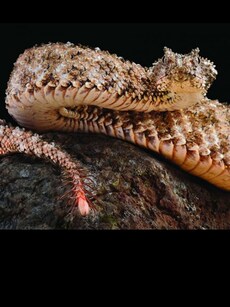 Meet Iran’s Spider-Tailed Snake: Nature’s Creepiest Illusionist
