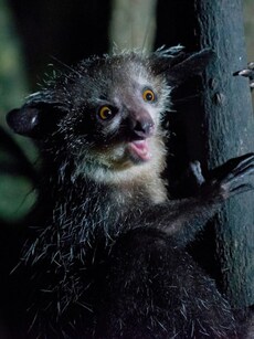 Madagascar’s Aye-Aye: The Most Mysterious Nocturnal Primate