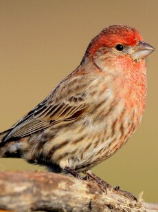 Meet 6 Birds That Grow Up With Foster Parents