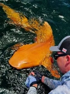 First-Ever Orange Shark With White Eyes Found in Costa Rica