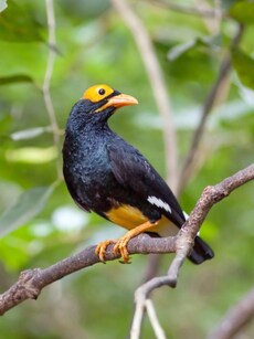 10 Most Beautiful Myna Species Found in India
