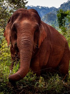 6 Largest Elephants Ever Discovered on Earth