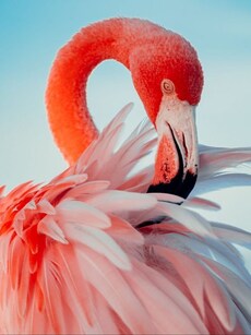 World Photography Day 2025: 10 Most Photogenic Animals on Earth