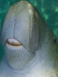 Where to Spot the Rare Dugong in India