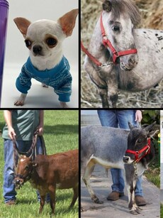 Mini Marvels: Meet the 6 Shortest Animals on Earth