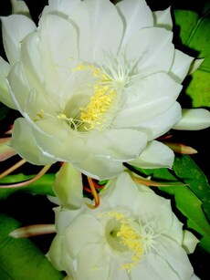 Where to See the Rare Brahma Kamal Flower in India