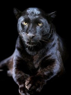 10 Best Places to Spot Rare Black Panther in India