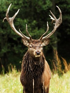 Where to See the Endangered Hangul Deer in India