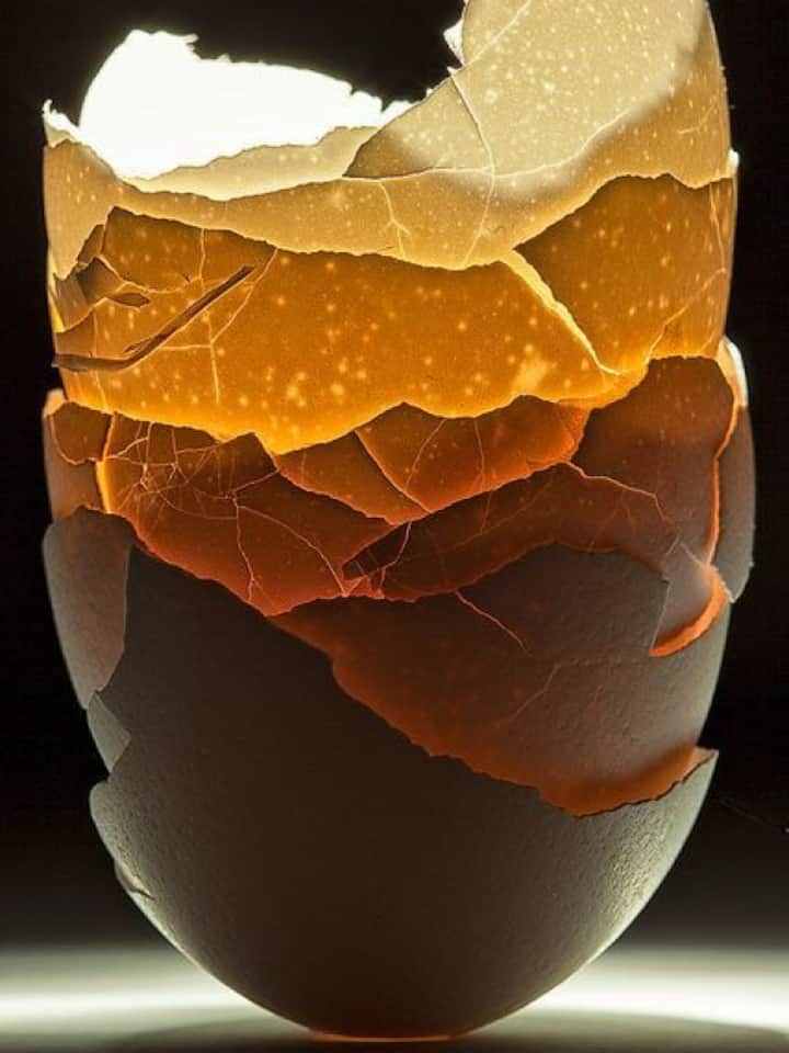 10 reasons why you shouldn’t throw away eggshells