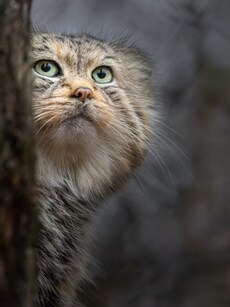 9 Rare Himalayan Animals You Probably Never Knew Existed