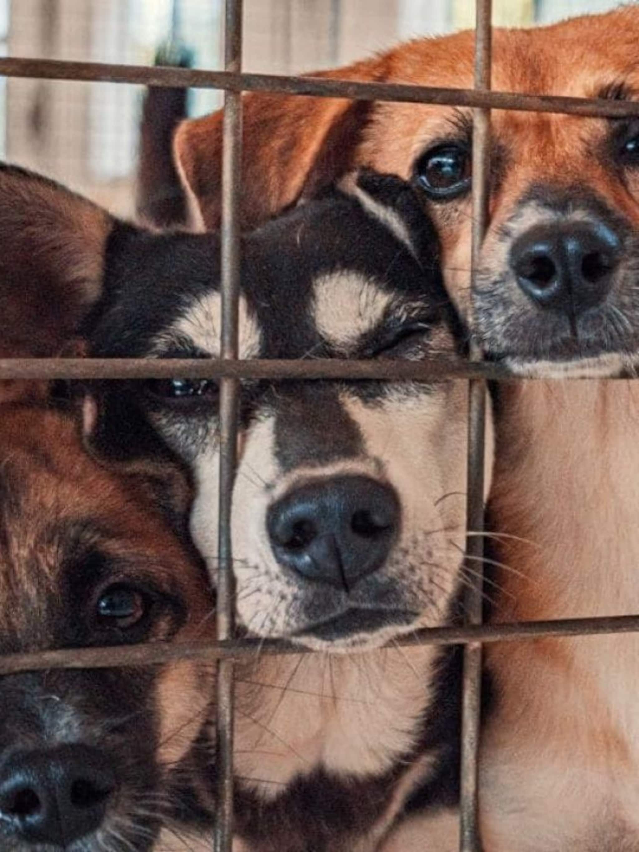 ইন্ট্রোভার্ট মানুষদের সেরা বন্ধু যে ১০ কুকুরের ব্রিড