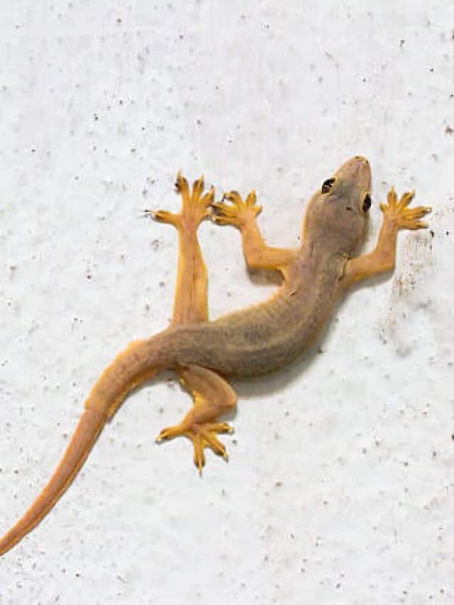 How to Keep Lizards Away from Your Home