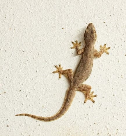 How to Keep Lizards Away from Your Home