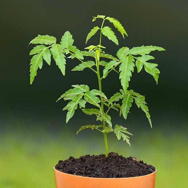 Neem Plant Perks: 10 reasons to grow a neem plant in your garden