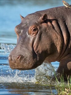 9 Animals with the Toughest Skin in the World