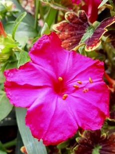 10 Magical Plants That Glow in the Dark