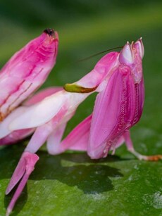 10 Rainforest Insects More Beautiful Than Butterflies