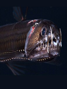 10 Most Aggressive and Deadly Fish Living in the Deep Ocean