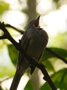 From Howler Monkeys to Cicadas: 10 Loudest Rainforest Animals