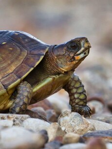 8 animals that can live without food for months