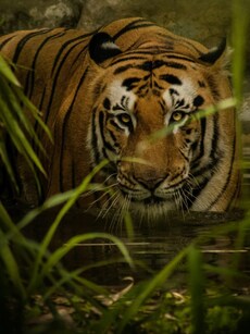 10 Fierce Predators in India’s Wild You Can Encounter Beyond Tigers