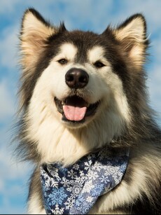 10 Most Common Dog Breeds With Perfectly Pointy Ears