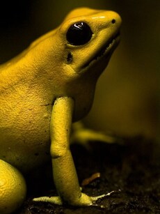 7 Most Poisonous Frogs and Toads Found in the Wild