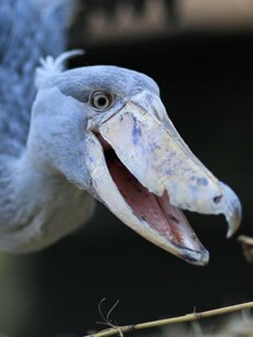 Meet the Shoebill: The Dinosaur Bird Still Alive Today