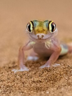 7 Animals With Transparent Bodies You Can Actually See Through