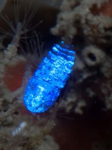 8 Strange Animals That Glow in the Dark