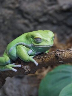 10 Most Incredible Frog Species in the World