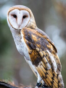 10 Animals With The Absolute Spookiest Traits