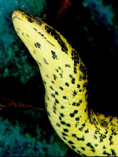 10 Countries with the Highest Number of Anacondas