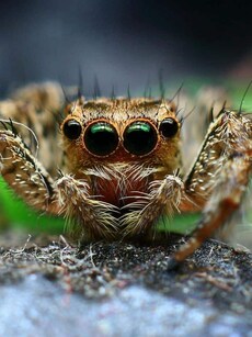 From Secret Third Eyes to Mini Lenses: 9 Multi-Eyed Animals in Nature