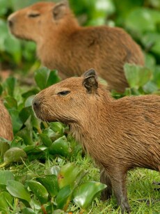 10 Most Amazing Rainforest Animals That Will Leave You in Awe