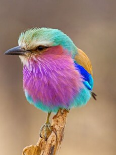 10 Most Colourful Rainforest Animals on Earth